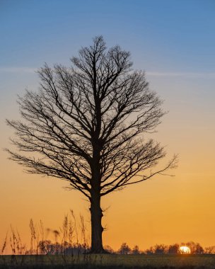 Geniş güneş ve ağaç siluetiyle açık tarım alanının üzerinde ılık gün doğumu 