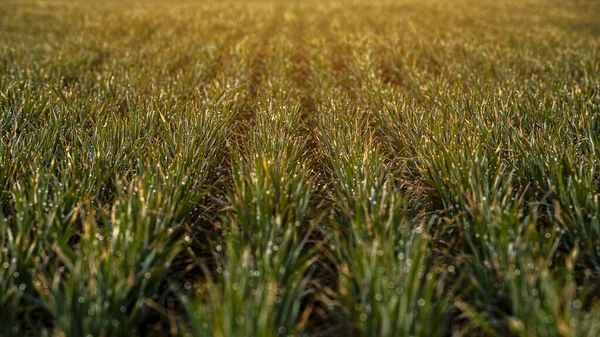 Landbouw Veld Tijdens Zonsopgang Met Dauw Gras Selectieve Focus Het — Stockfoto