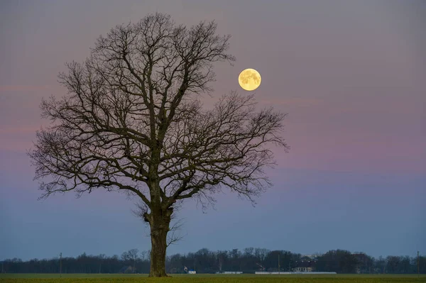 Super-moon during sunrise with a green fields and lonely tree silhouette.