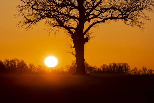 Warmer Sonnenaufgang Über Offenem Ackerland Mit Großer Sonne Und Baumsilhouette — Stockfoto