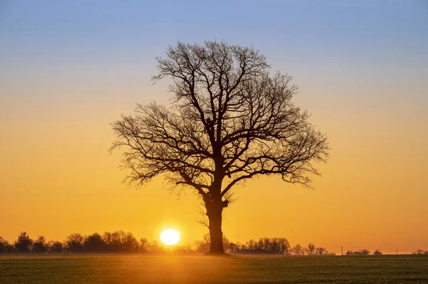 Warmer Sonnenaufgang Über Offenem Ackerland Mit Großer Sonne Und Baumsilhouette — Stockfoto