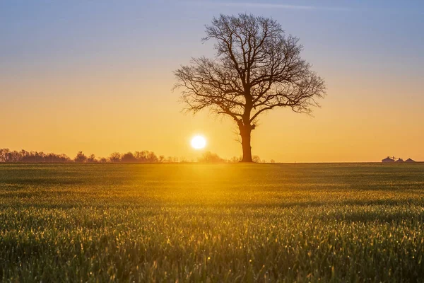 Warmer Sonnenaufgang Über Offenem Ackerland Mit Großer Sonne Und Baumsilhouette — Stockfoto