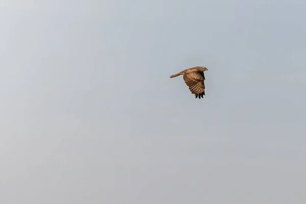 Chicken Hawk Also Known Accipiter Gentilis Flying Bright Day — Stock Photo, Image