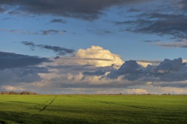 Canlı yeşil tarım arazisi, güzel mavi yağmurdan sonra bahar günü gökyüzü.