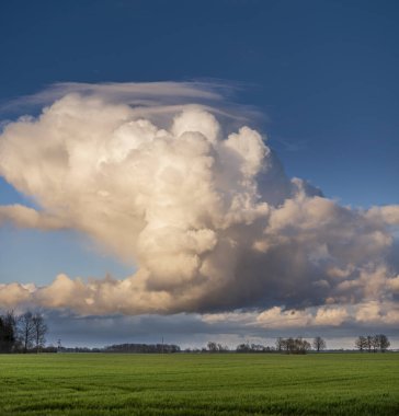Canlı yeşil tarım arazisi, güzel mavi yağmurdan sonra bahar günü gökyüzü.