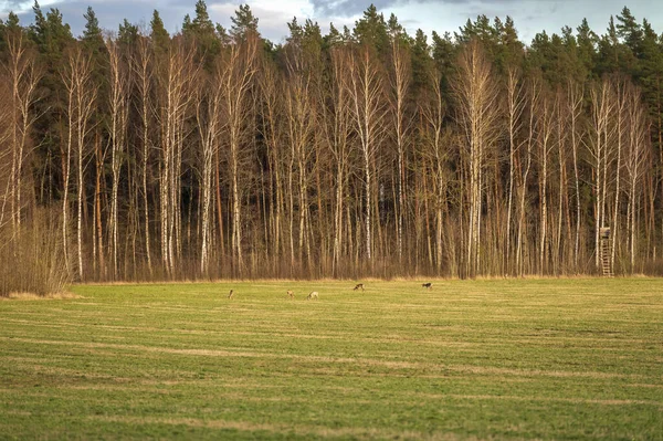 Żywe Zielone Pole Uprawne Pięknym Błękitnym Niebem Stadem Jeleni Żywiącym — Zdjęcie stockowe