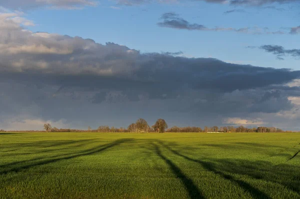 Żywe Zielone Pole Rolnicze Pięknym Niebieskim Deszczu Niebo Wczesną Wiosną — Zdjęcie stockowe