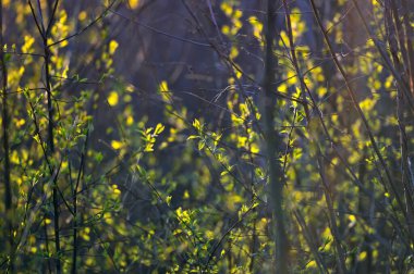 İlkbaharda güneş doğarken orman, dalların ve yaprakların doku detaylarını kapat