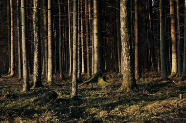 Gündoğumunda ormandaki ağaçlar