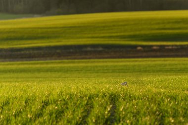 Renkli günbatımında yeşil tarım alanında saklanan vahşi tavşan.