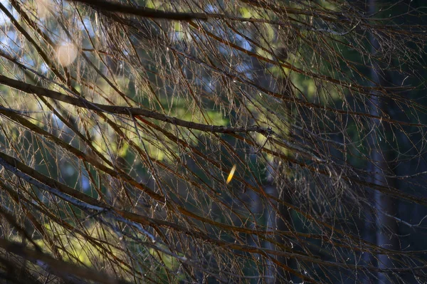 Les Jaře Při Východu Slunce Zavřít Textury Větví Listí — Stock fotografie