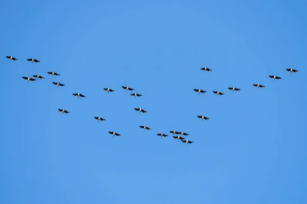 Birds flying together isolated on  blue sky background