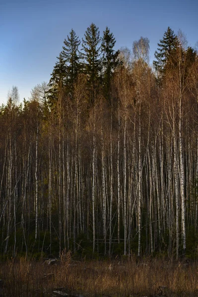 Vidoeiros Floresta Durante Nascer Sol — Fotografia de Stock