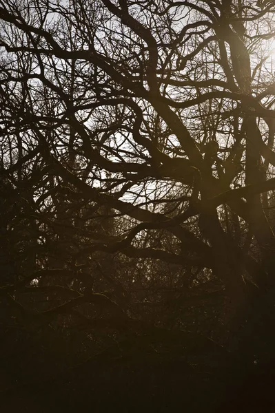 Лес Весной Время Восхода Солнца Закрыть Текстуру Детали Ветвей Листьев — стоковое фото