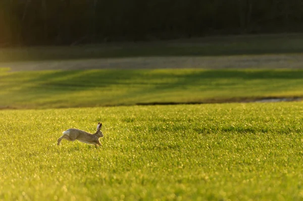 Дикий Кролик Працює Зеленому Полі Сільського Господарства Під Час Барвистого — стокове фото