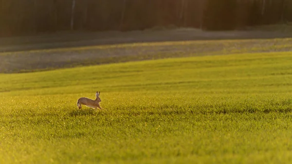 Coelho Selvagem Correndo Campo Agricultura Verde Durante Pôr Sol Colorido — Fotografia de Stock