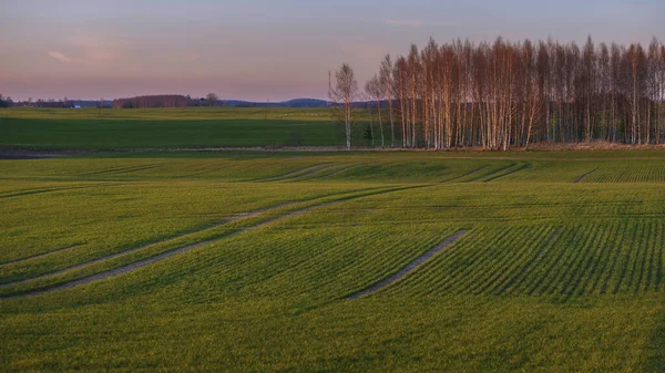Zakrzywiony Teren Zielonych Pól Uprawnych Podczas Wiosennego Zachodu Słońca — Zdjęcie stockowe