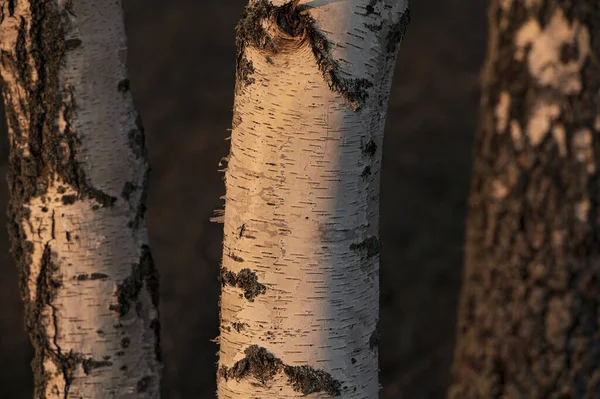 Berkenbomen Het Bos Bij Zonsopgang — Stockfoto