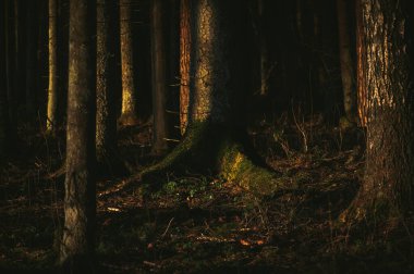 Kapalı ağaçları olan kasvetli bir orman.