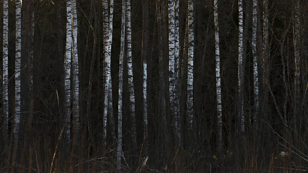 Dark moody forest with closeup trees