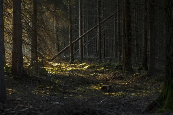 Floresta Escura Temperamental Durante Nascer Sol Primavera — Fotografia de Stock