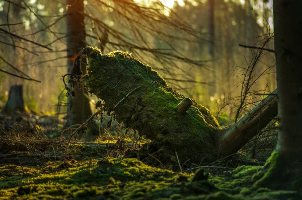 Dark moody forest during sunrise in spring