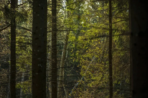 Dunkler Wald Bei Sonnenaufgang Frühling — Stockfoto