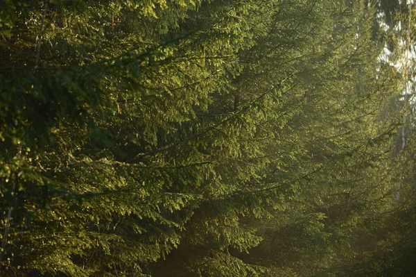 Foresta Primavera Durante Alba Primo Piano Dettagli Texture Rami Foglie — Foto Stock