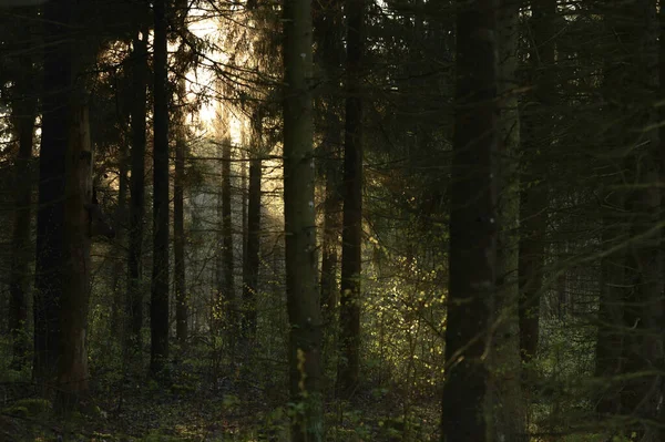 Raggi Sole Rompendo Vera Foresta Baltica Spessa Durante Mattina Primavera — Foto Stock