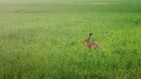 Wild rabbit in green agriculture field during sunrise