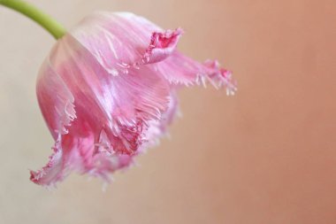 Güzel pembe lale Fancy Frills. Hafif kenarlı, püsküllü ve beyaz tabanlı bahar çiçeği. Sol üst köşede açık pembe arka planda pembe Terry lale var. Tatil kartı kavramı, kopyalama alanı.