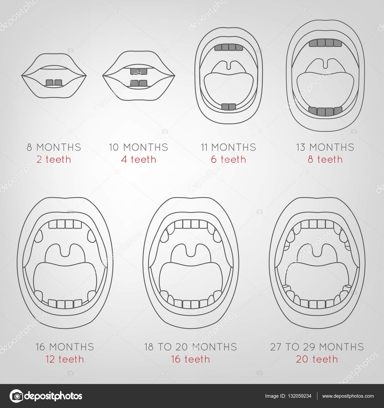 First Teeth Chart