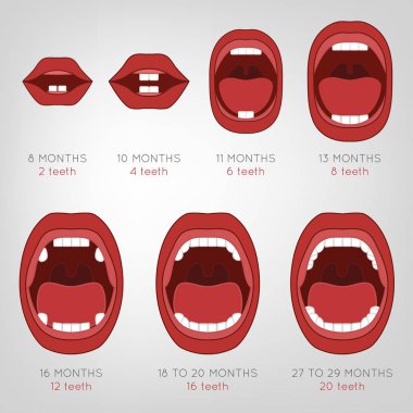 Baby First Teeth Chart clipart