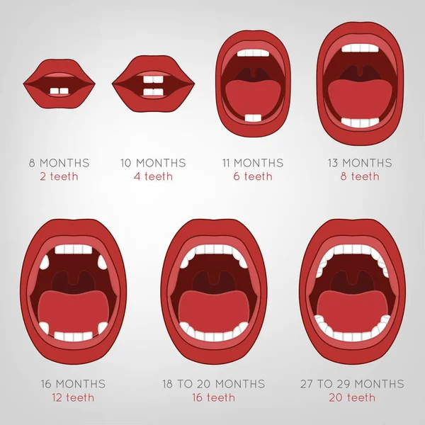 Gráfico de primeiros dentes do bebê — Vetor de Stock