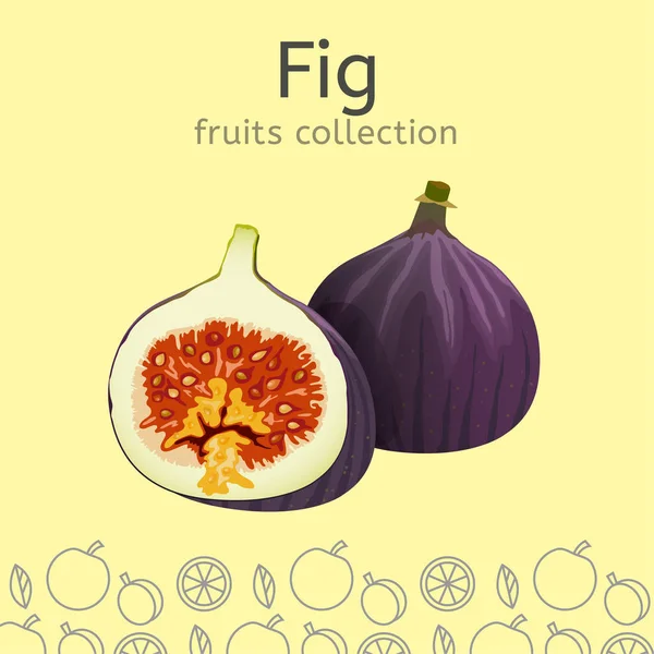 Colección de frutas Imagen — Vector de stock