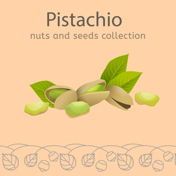 Колекція горіхів і насіння . — стоковий вектор