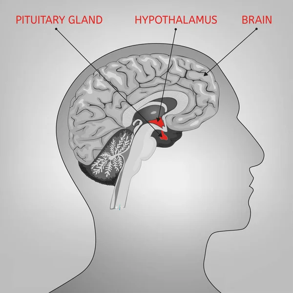 Imagen del sistema endocrino — Vector de stock