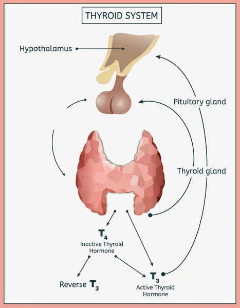 甲状腺システム イメージ — ストックベクタ