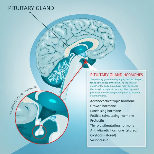 Vector de glándula pituitaria — Vector de stock