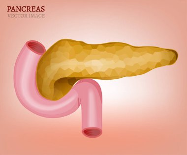 Pankreas vektör görüntü
