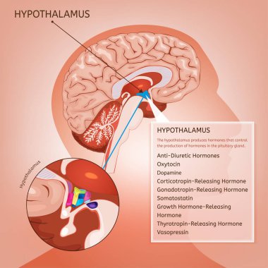 Hipotalamus vektör görüntü