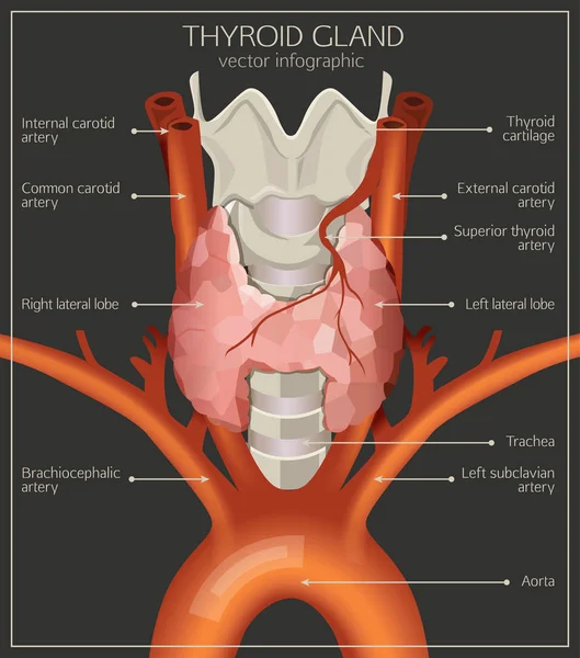甲状腺システム イメージ — ストックベクタ