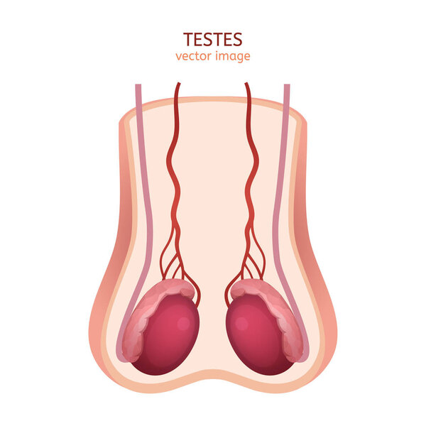 Male Testes Image