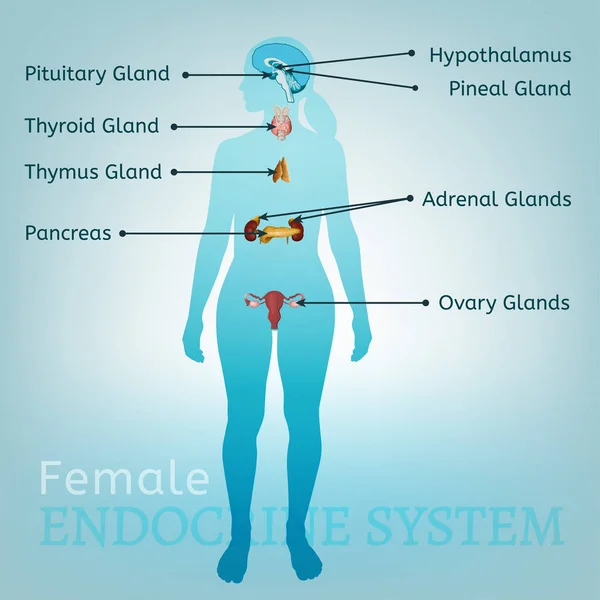 Sistema endocrino Mujer — Vector de stock