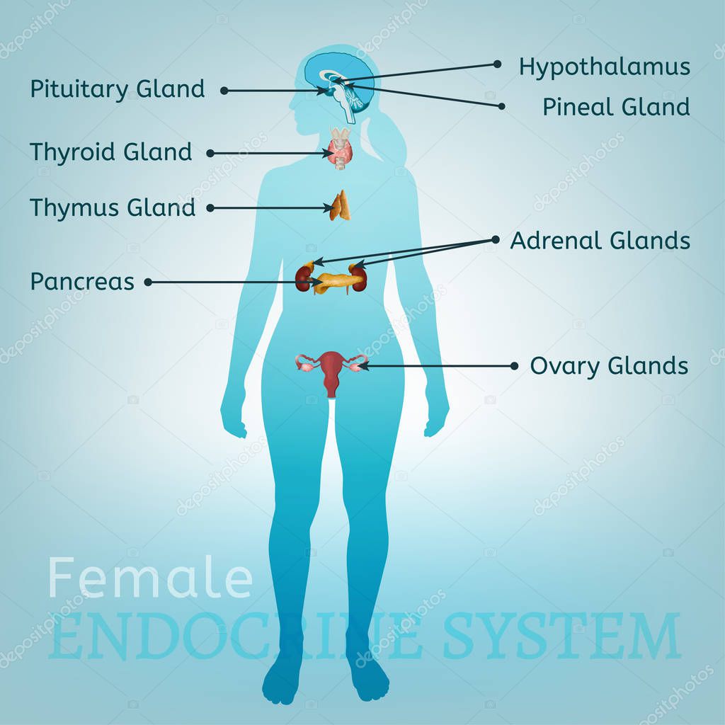 Endocrine System Woman