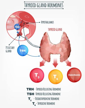 Endocrine System Image clipart