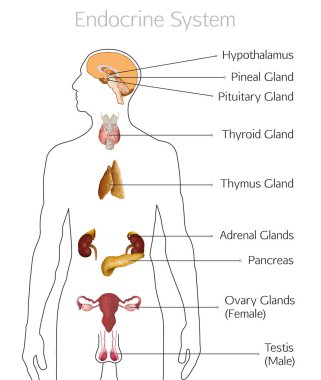Endocrine System Image clipart