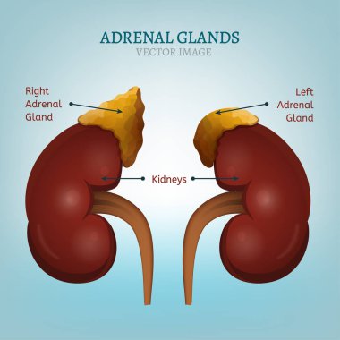 Adrenal Glands Image clipart