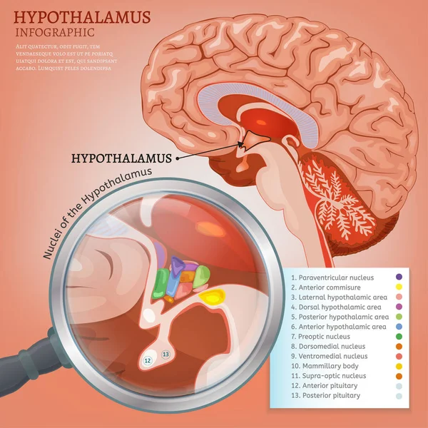 Imagen vectorial del hipotálamo — Vector de stock