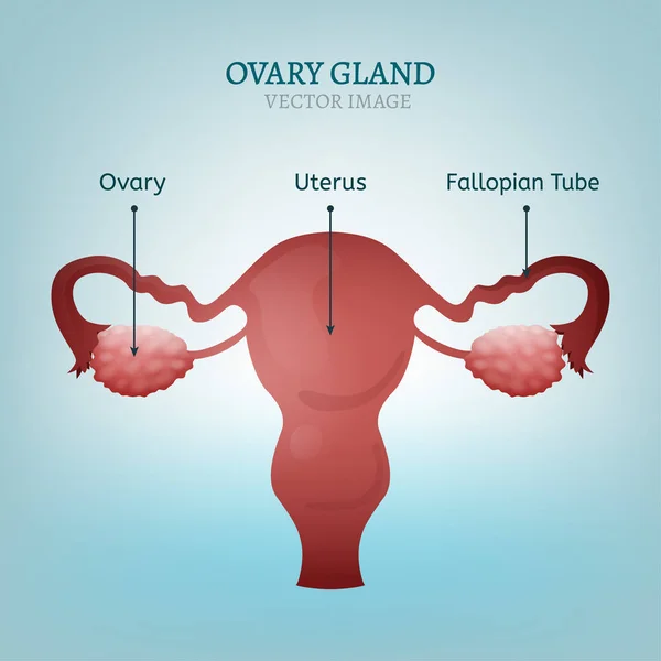 Ovary Gland Image — Stock Vector